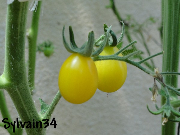 Fichier:Tomate japanese golden pear op.jpg