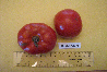 Tomate kalinka-1.jpg