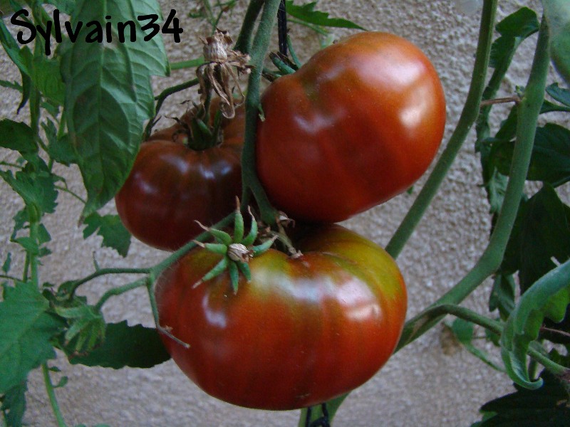 Fichier:Tomate kiev.jpg