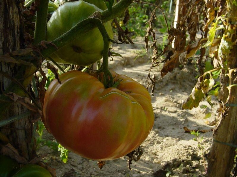 Fichier:Tomate libanaise des montagnes-1.jpg