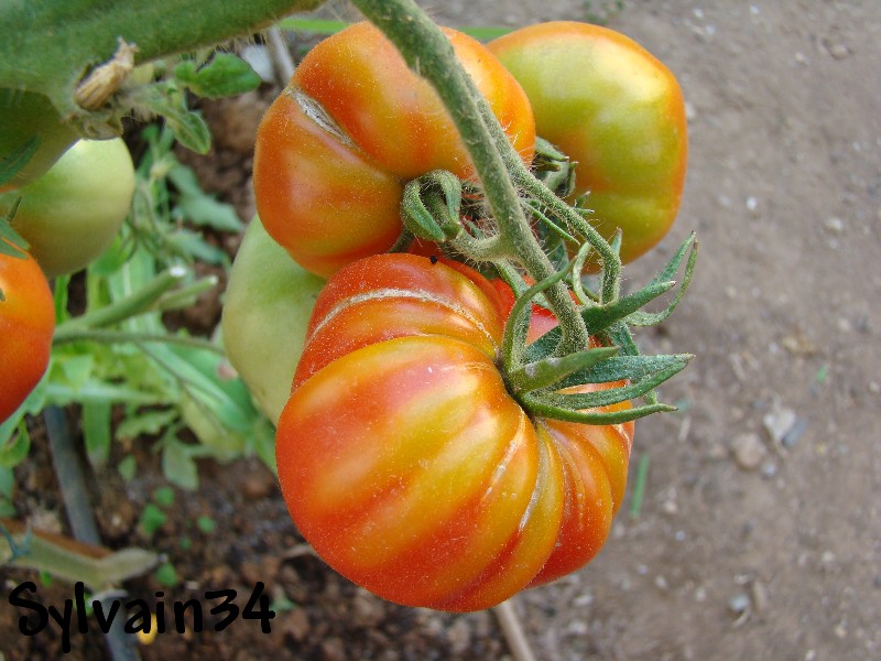 Fichier:Tomate libanaise des montagnes.jpg