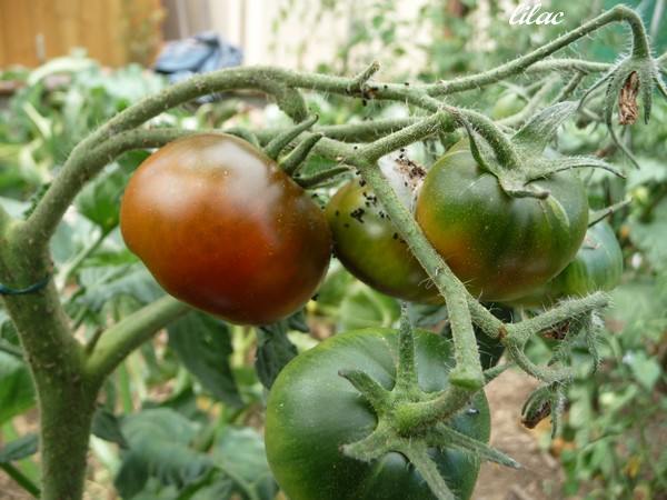 Fichier:Tomate lilac.jpg