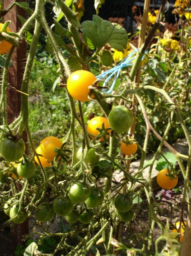 Fichier:Tomate lycopersicum pimpinellifolium.jpg
