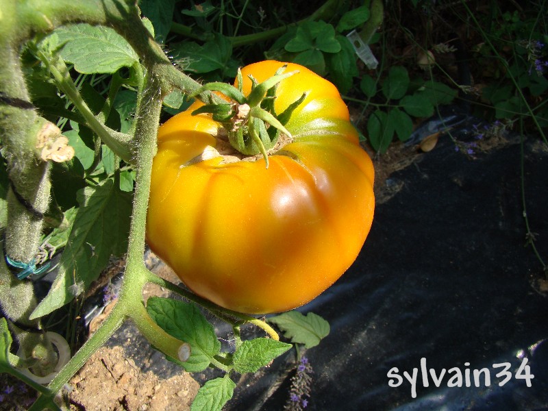 Fichier:Tomate mammoth german gold.jpg