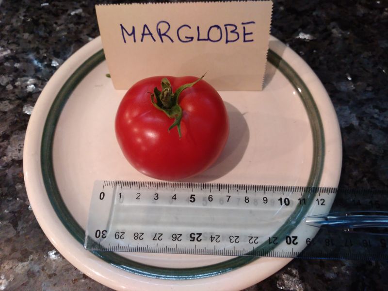 Fichier:Tomate marglobe-2.jpg