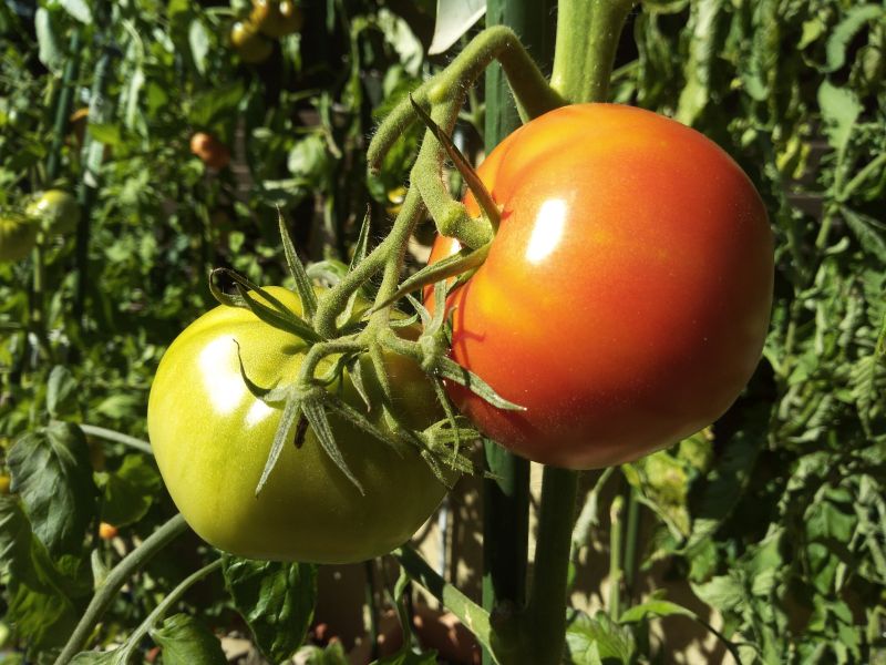 Fichier:Tomate marglobe.jpg