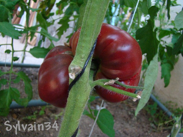 Fichier:Tomate marizol purple cross-1.jpg