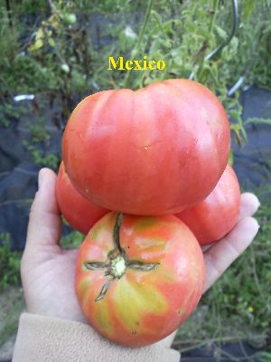 Fichier:Tomate mexico.jpg