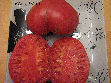 Tomate minusinski-1.jpg