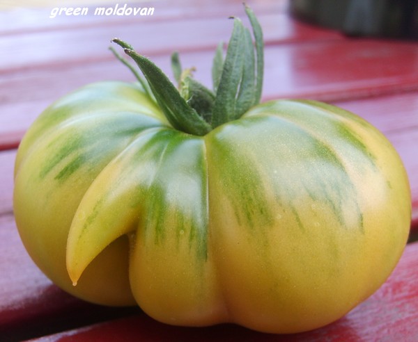 Fichier:Tomate moldovan green op.jpg