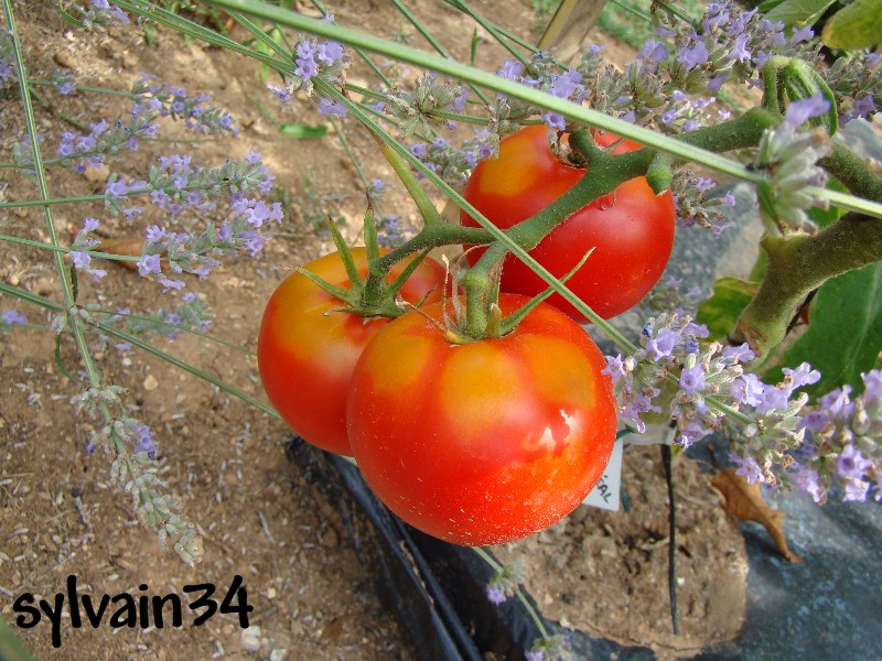 Fichier:Tomate montreal tasty.jpg