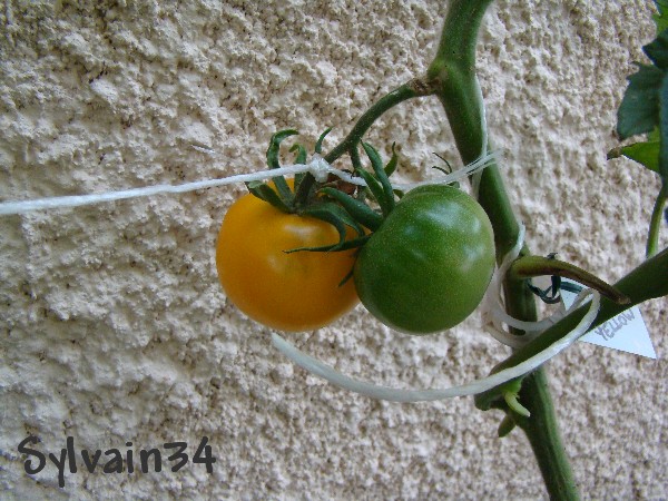 Fichier:Tomate morden yellow.jpg