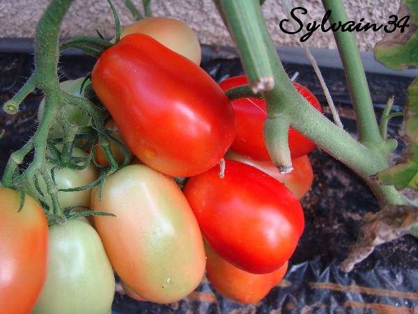 Fichier:Tomate napoli-2.jpg