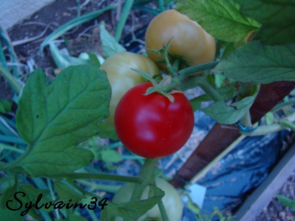 Fichier:Tomate newyorker-1.jpg