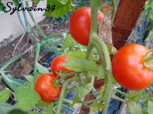 Fichier:Tomate newyorker.jpg