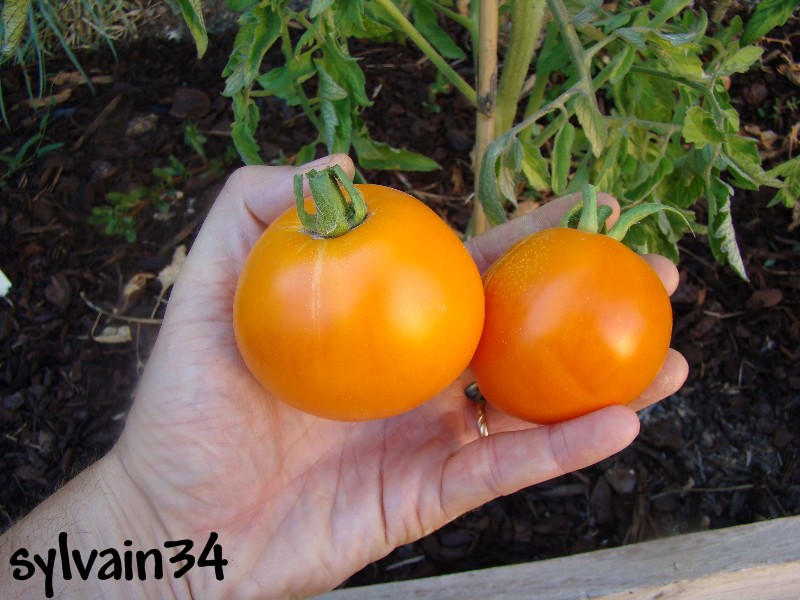 Fichier:Tomate nicoviotis orange.jpg