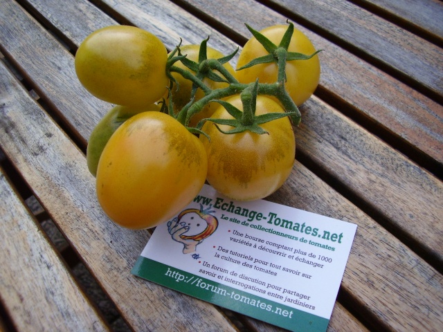 Fichier:Tomate old ivory egg op.jpg