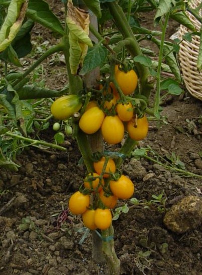 Fichier:Tomate olive dorée-1.jpg