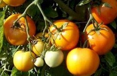 Fichier:Tomate orange -1-2.jpg