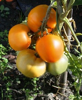 Fichier:Tomate orange polonaise-2.jpg