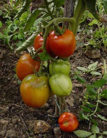 Fichier:Tomate palosanto-1.jpg