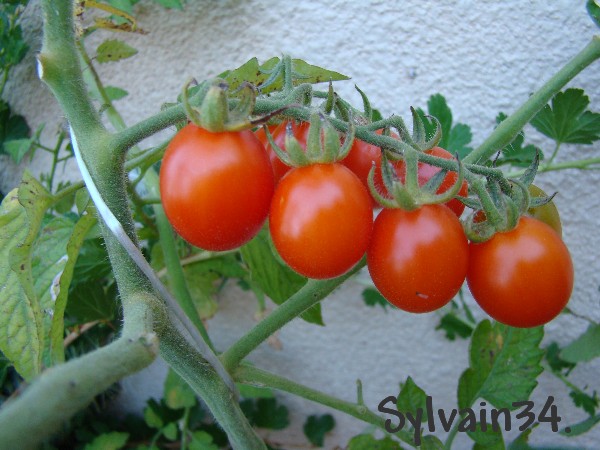 Fichier:Tomate peacevine cherry-1.jpg