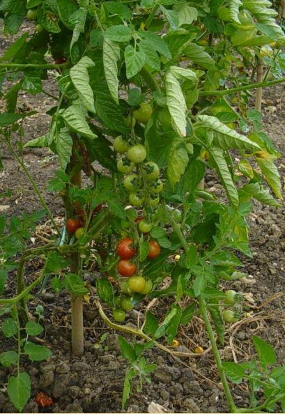 Fichier:Tomate peacevine cherry-2.jpg