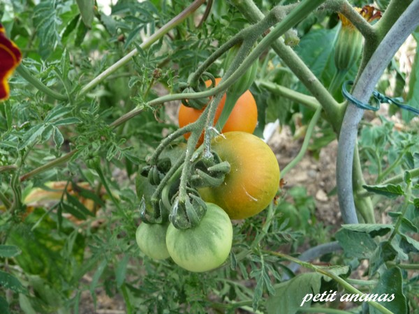 Fichier:Tomate petit ananas.jpg