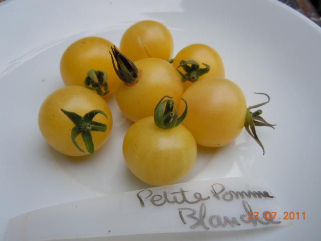 Fichier:Tomate petite pomme blanche-2.jpg