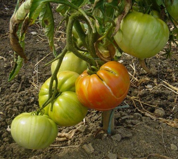 Fichier:Tomate pfunds tomate-1.jpg