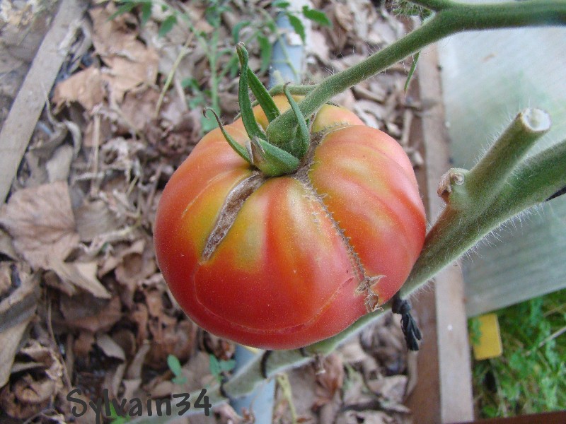 Fichier:Tomate pfunds tomate.jpg