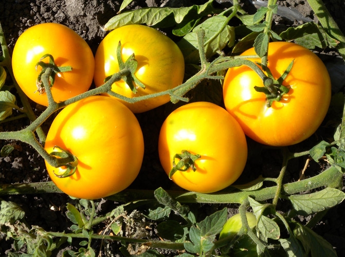 Fichier:Tomate pink grapefruit-1.jpg