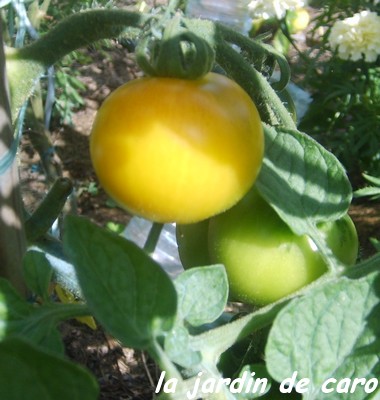 Fichier:Tomate pomiferra lutea.jpg