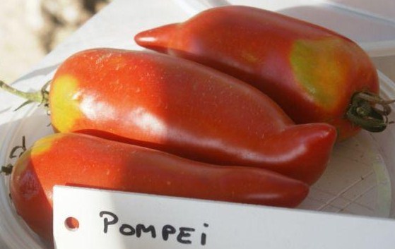 Fichier:Tomate pompeii-1.jpg