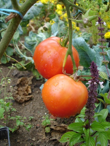 Fichier:Tomate précocibec.jpg