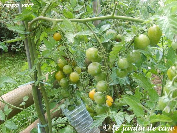 Fichier:Tomate raisin vert-1.jpg