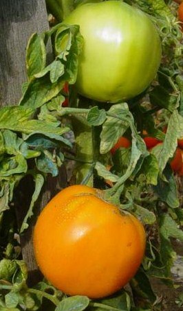 Fichier:Tomate rayon de soleil-1.jpg