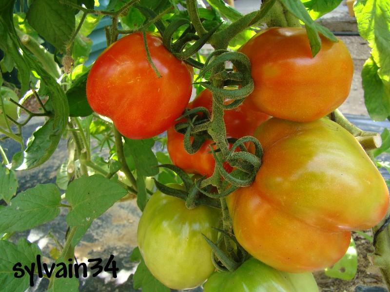 Fichier:Tomate red stuffer.jpg