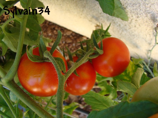 Fichier:Tomate reine claude rouge-1.jpg