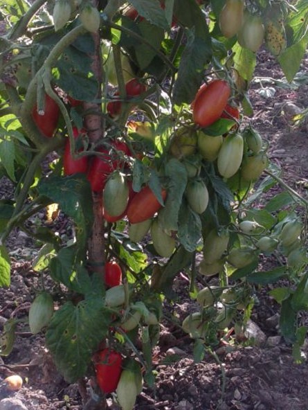 Fichier:Tomate romeo et juliette-1.jpg