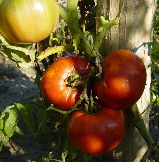 Fichier:Tomate roskoff rouge-1.jpg