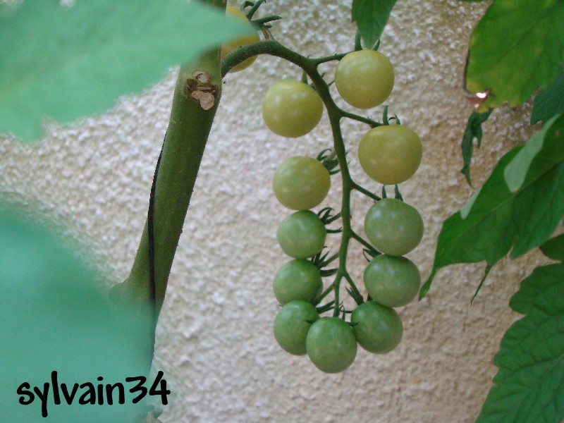 Fichier:Tomate snow white cherry op-1.jpg