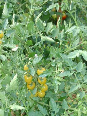 Fichier:Tomate snow white cherry op.jpg