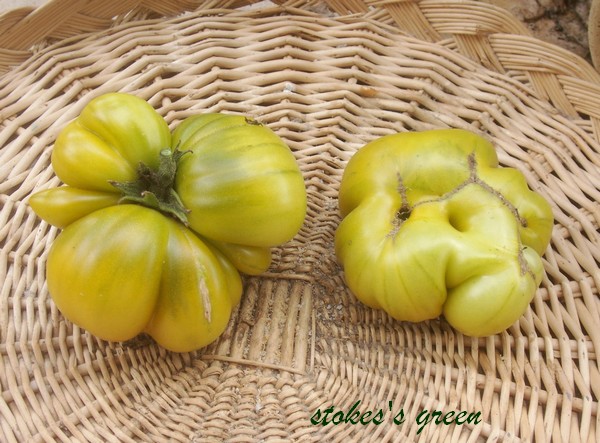 Fichier:Tomate stoke s green op.jpg