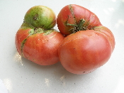 Tomate stump of the world-1.jpg