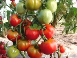 Fichier:Tomate stupice rane polni-1.jpg