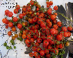 Tomate sweet pea currant-1.jpg