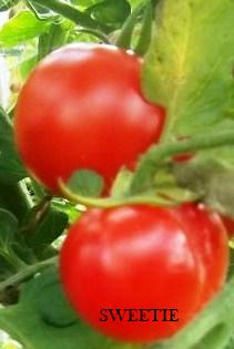 Fichier:Tomate sweetie-1.jpg