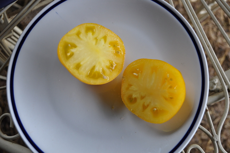 Fichier:Tomate tasmanian blushing yellow-1.jpg