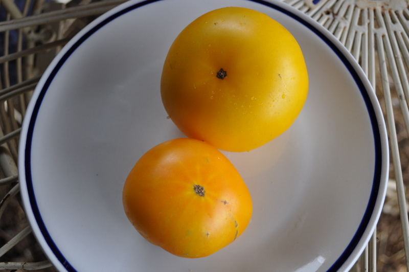 Fichier:Tomate tasmanian blushing yellow.jpg